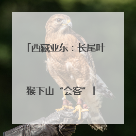 西藏亚东：长尾叶猴下山“会客”